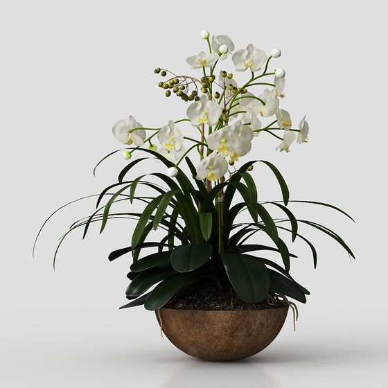 Orchid Garden 3D model