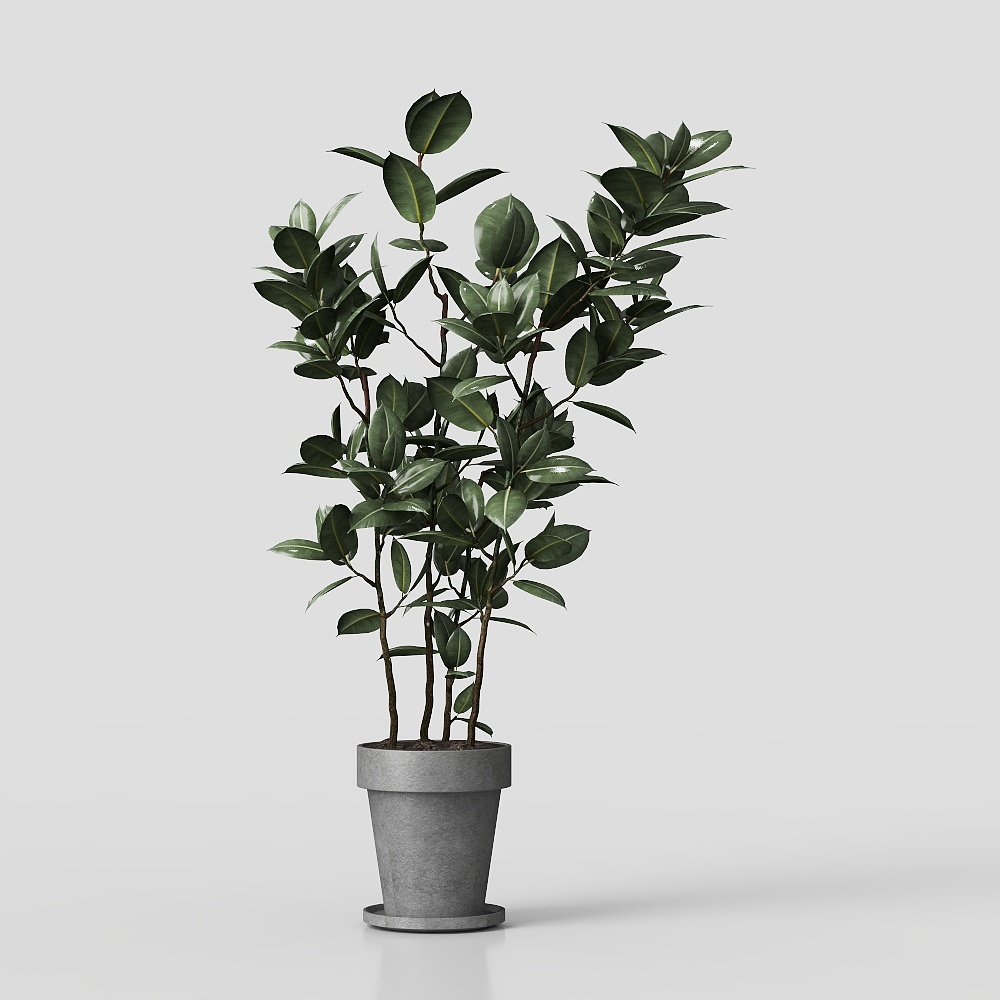 Ornamento di pianta verde 517