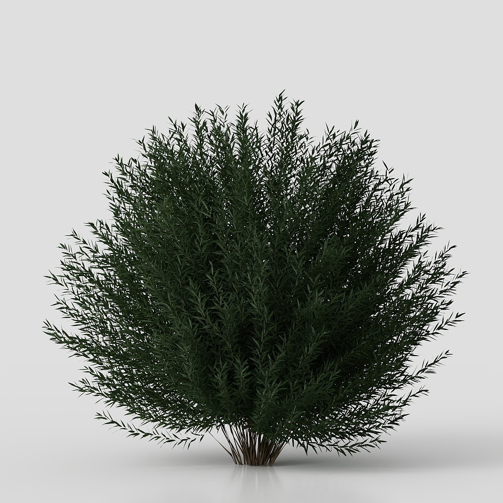 Modern Courtyard Shrub Plants