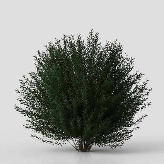 Piante Arbustive da Cortile Moderne