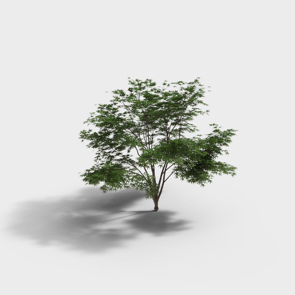 Arbre d'érable