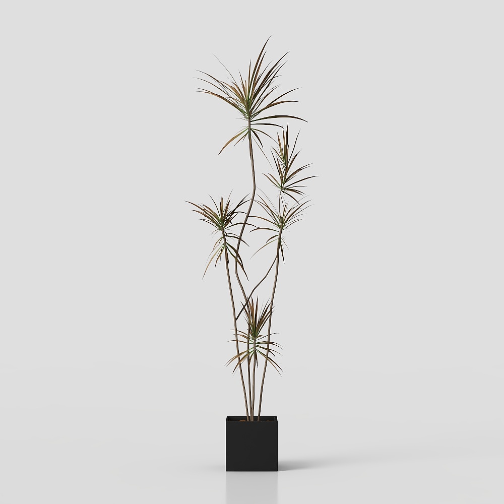Vibrant 3D Model of Succulent Dragon Blood Tree