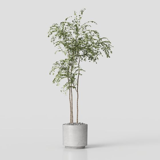 Plants