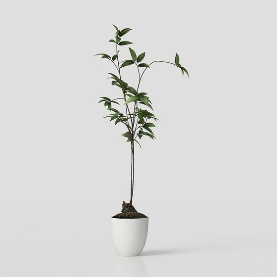 Plant