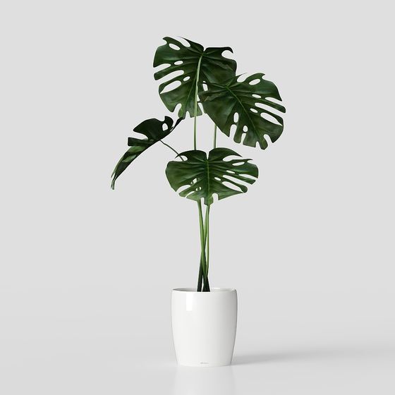 Monstera Deliciosa 3D Model for Creative Projects