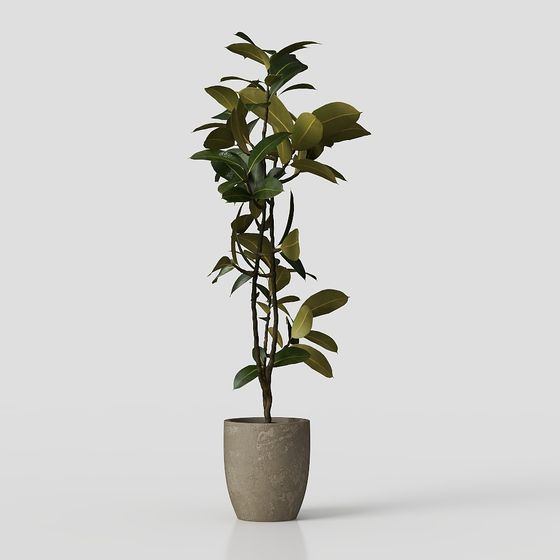 Indoor Rubber Tree Plant 3D model