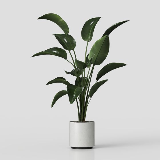 Tropical Paradise Plant 3D model