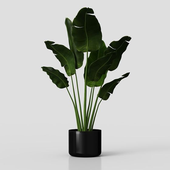 Tropical Paradise Bird Plant 3D model