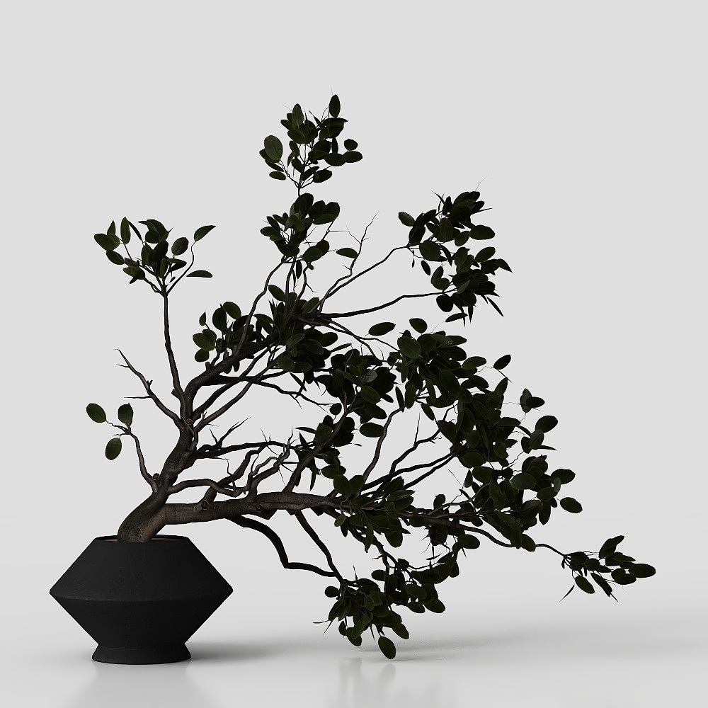 Pianta Bonsai Verde