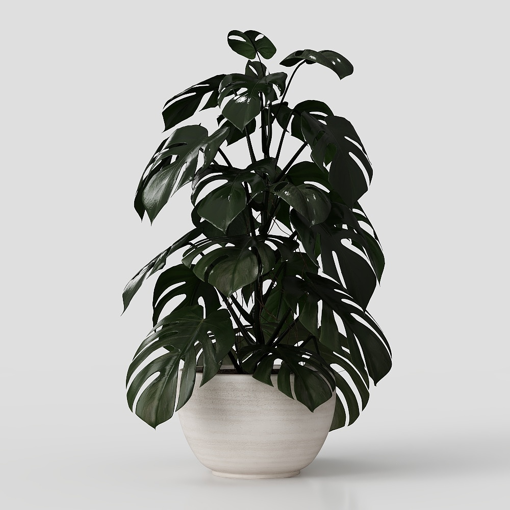 ต้นไม้บอนไซสีเขียว