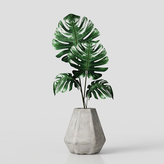 Monstera Deliciosa 3D model