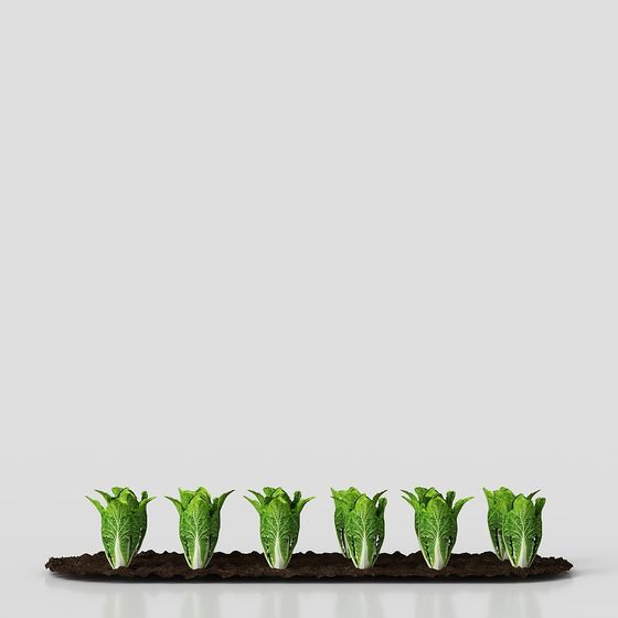 Realistic Lettuce 3D Model for Vibrant Designs