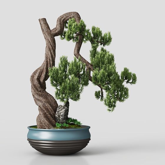 Bonsaï de style chinois