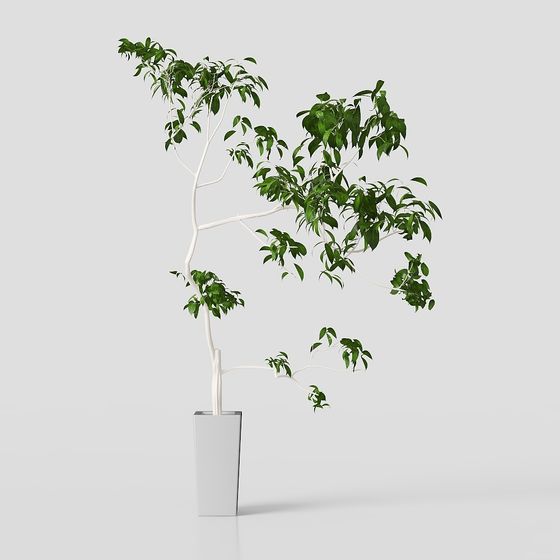 Urban Green Plant 3D Model for Designers