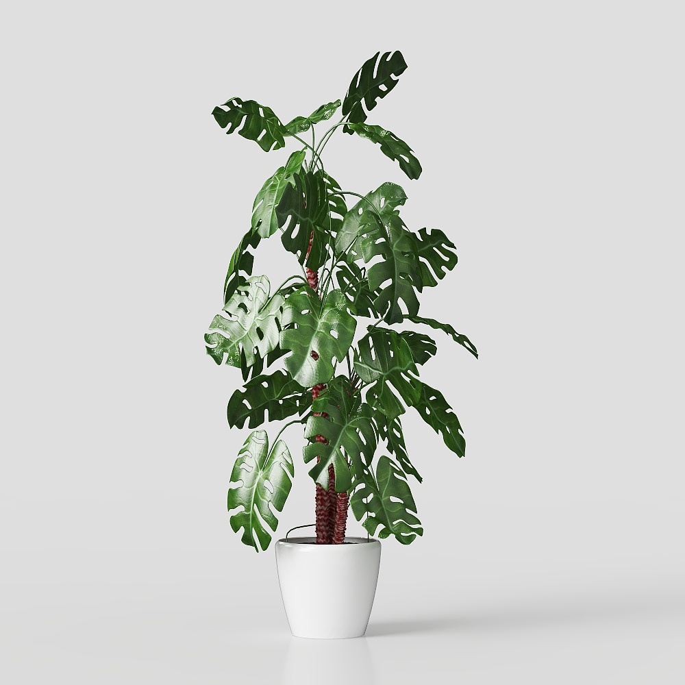 Vibrant Monstera 3D Model – Low-Poly Plant Asset
