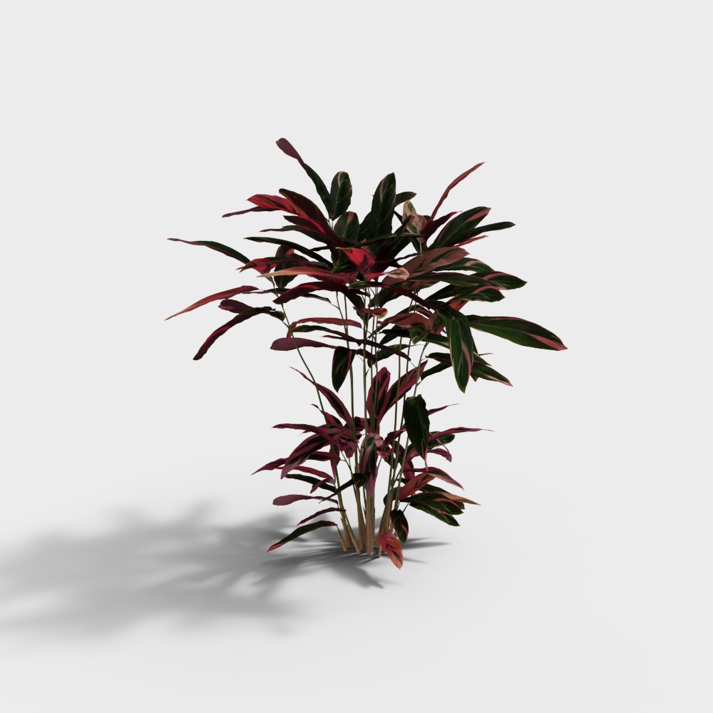 モダンプランツ