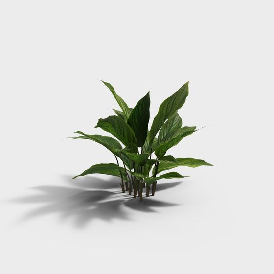 Realistic Tropical Plant 3D model for Creative Spaces