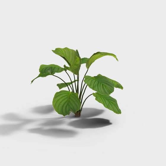 Realistic Tropical Green Plant 3D model