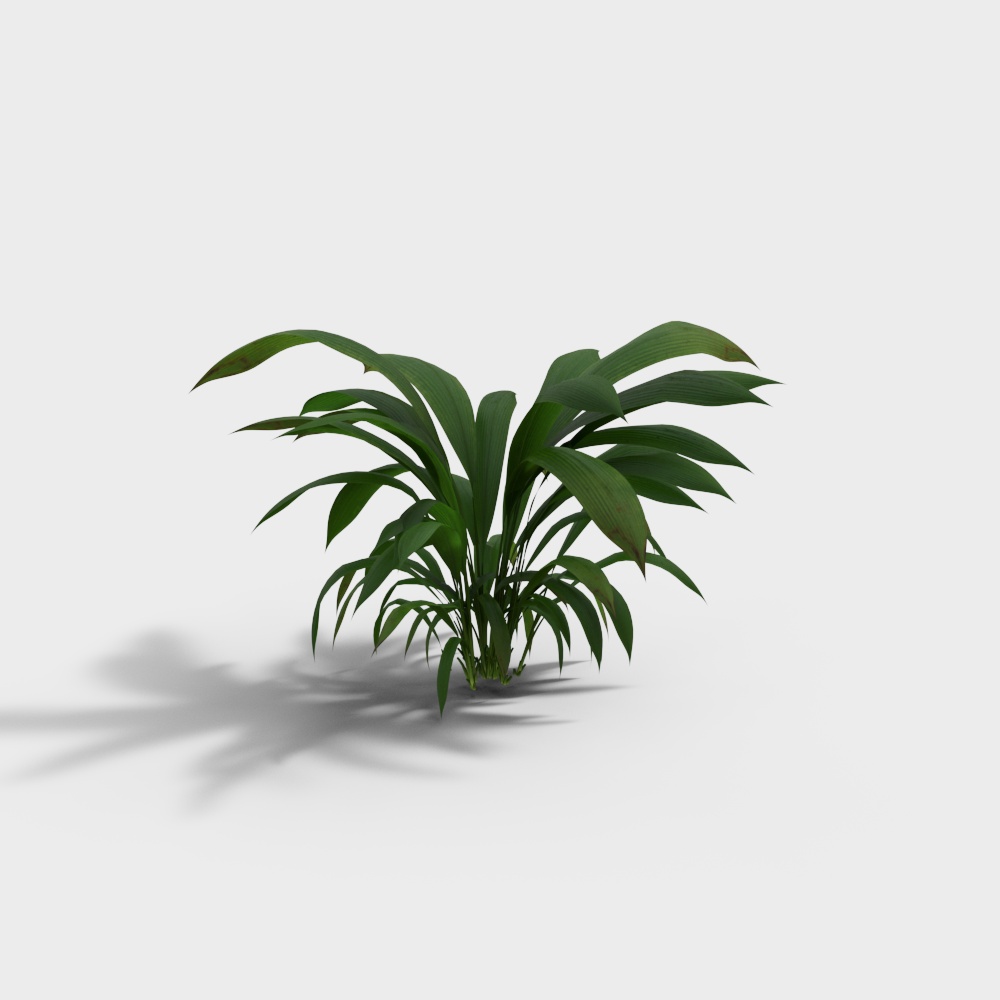 Large-Leafed Fritillaria