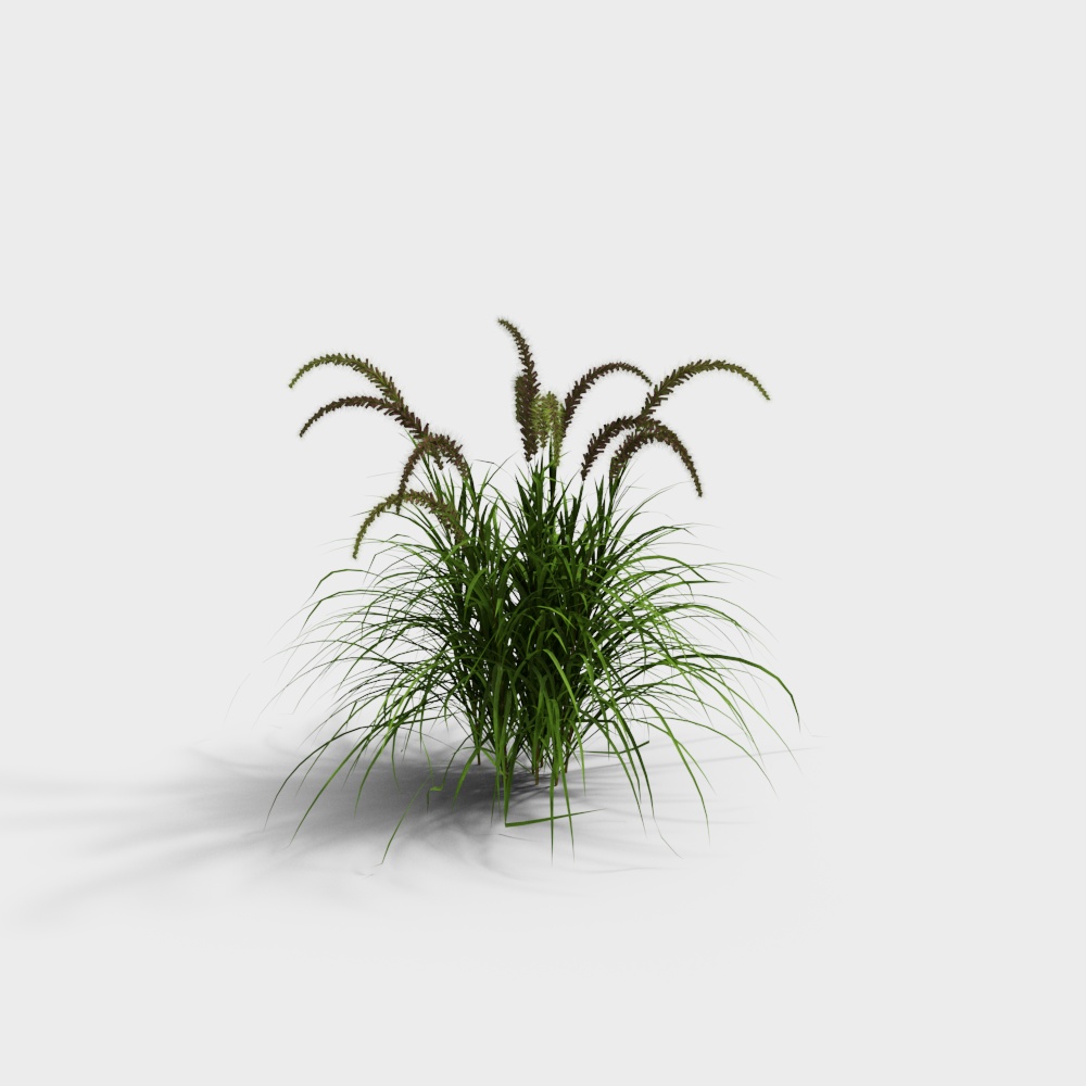 Cỏ trang trí hiện đại