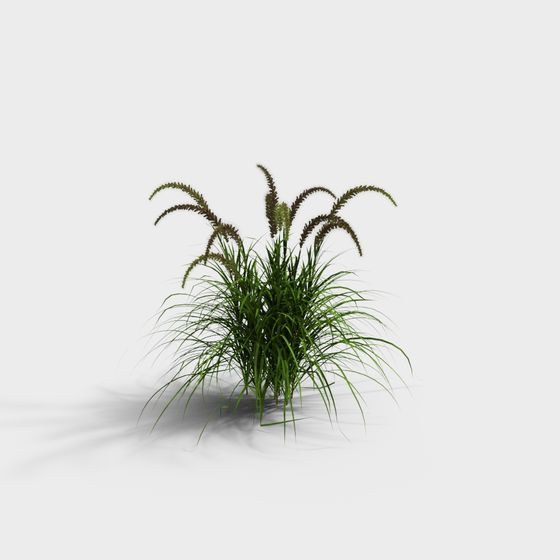 Cỏ trang trí hiện đại