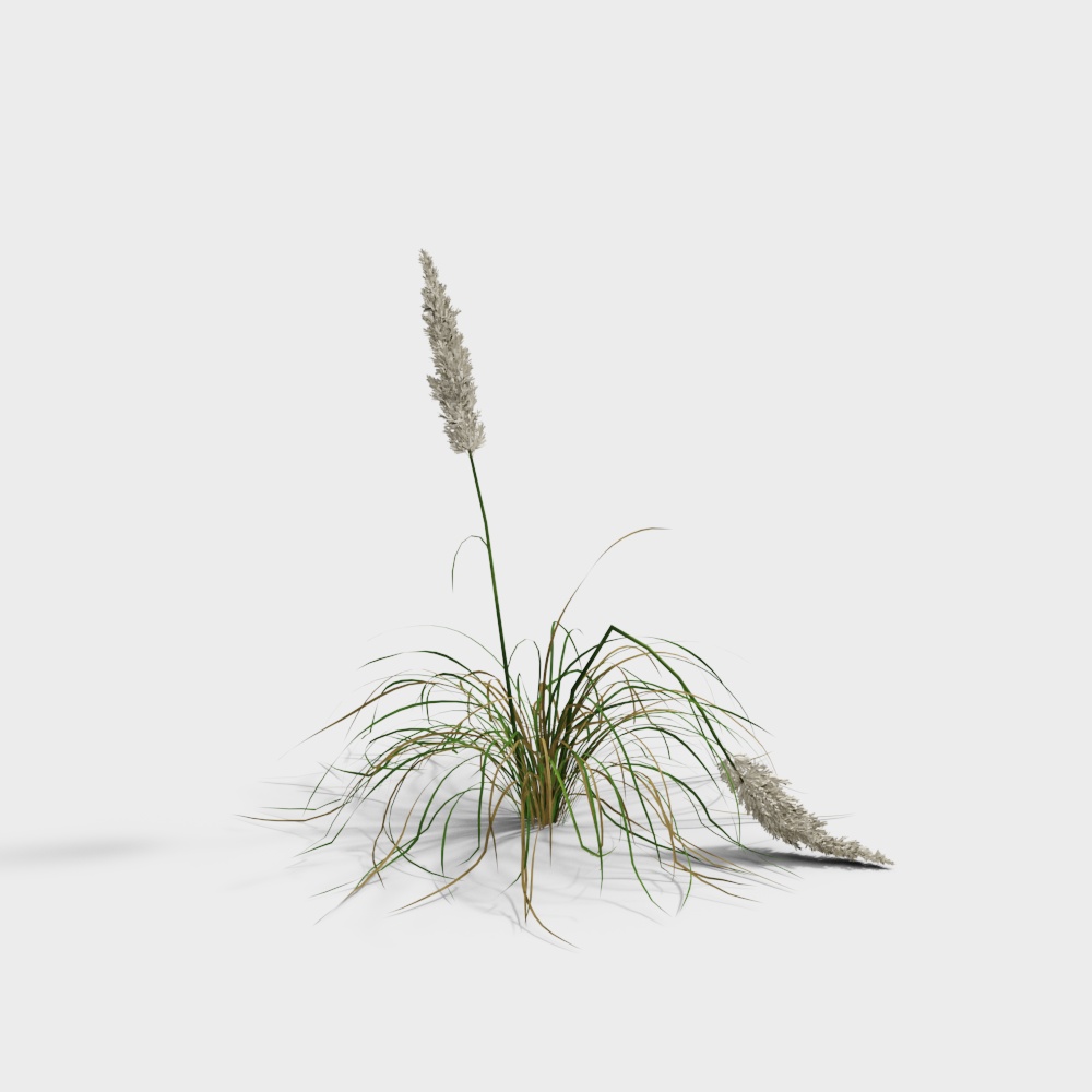 현대 장식용 풀