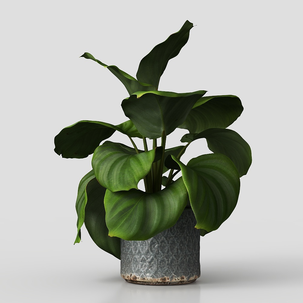 Vasi per piante moderni