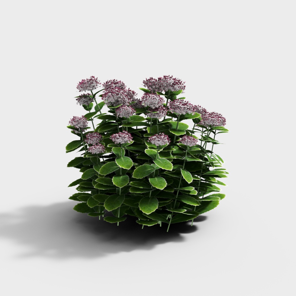 Modern Flowers and Plants