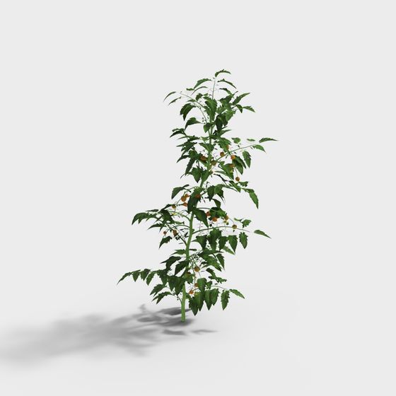Lifelike Tomato Plant 3D model for Eco-friendly Designs