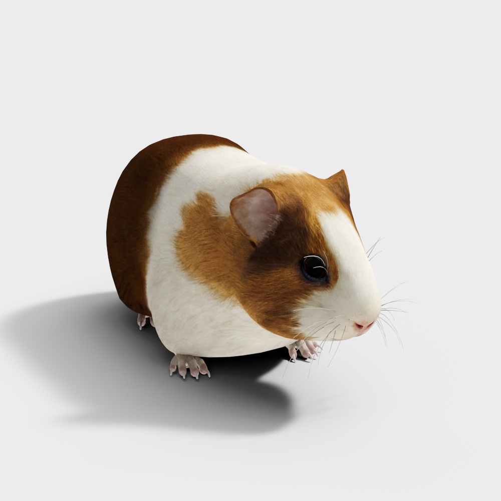 หนูตะเภา