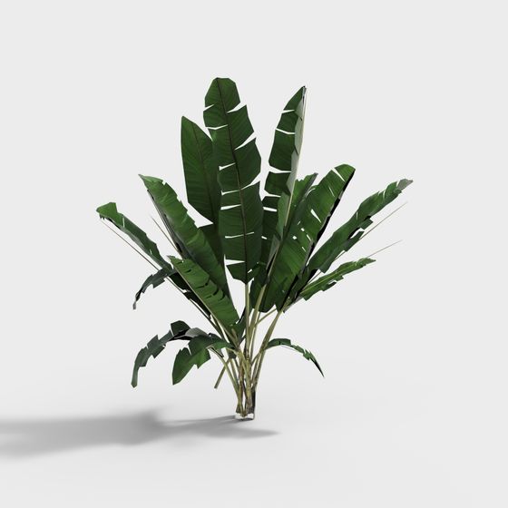 Vibrant Banana Tree 3D model for Creative Projects