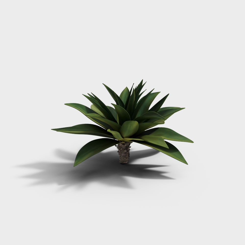 Agave