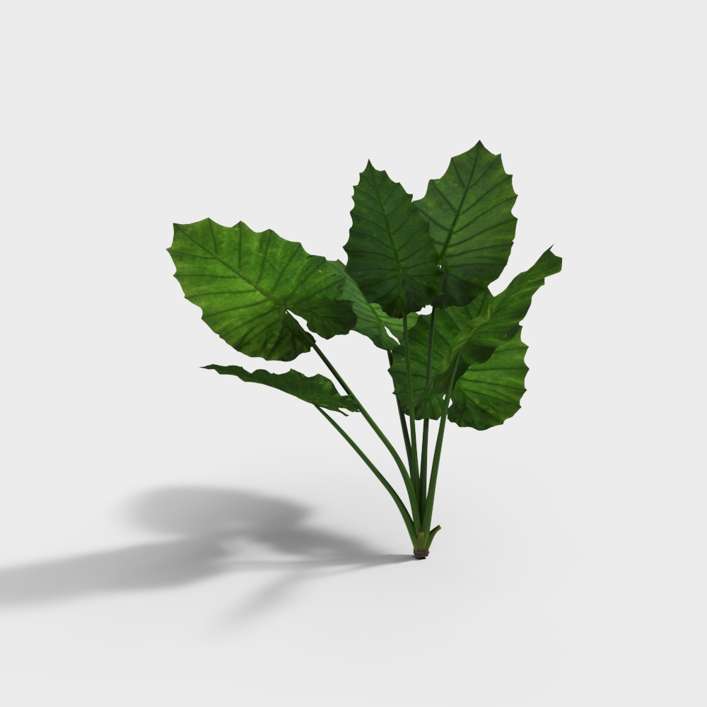 คาล่า ลิลลี่สมัยใหม่