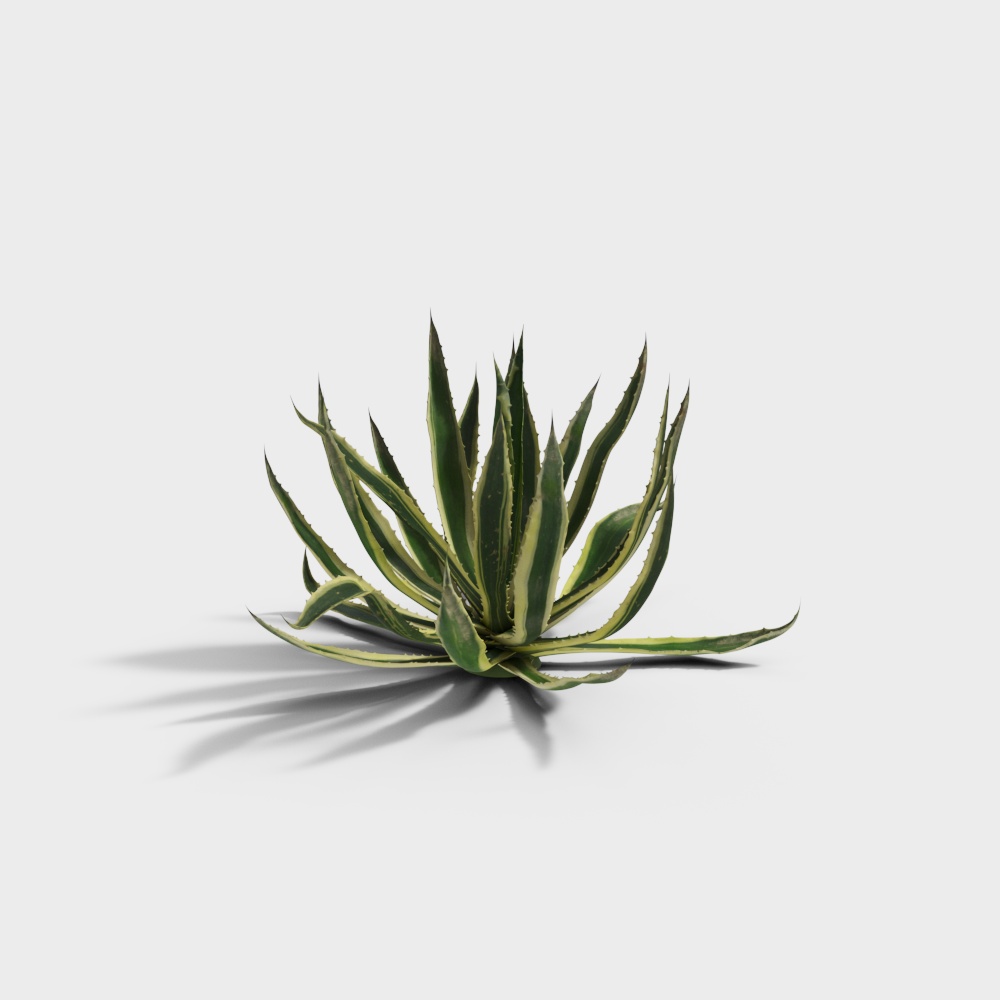 Agave