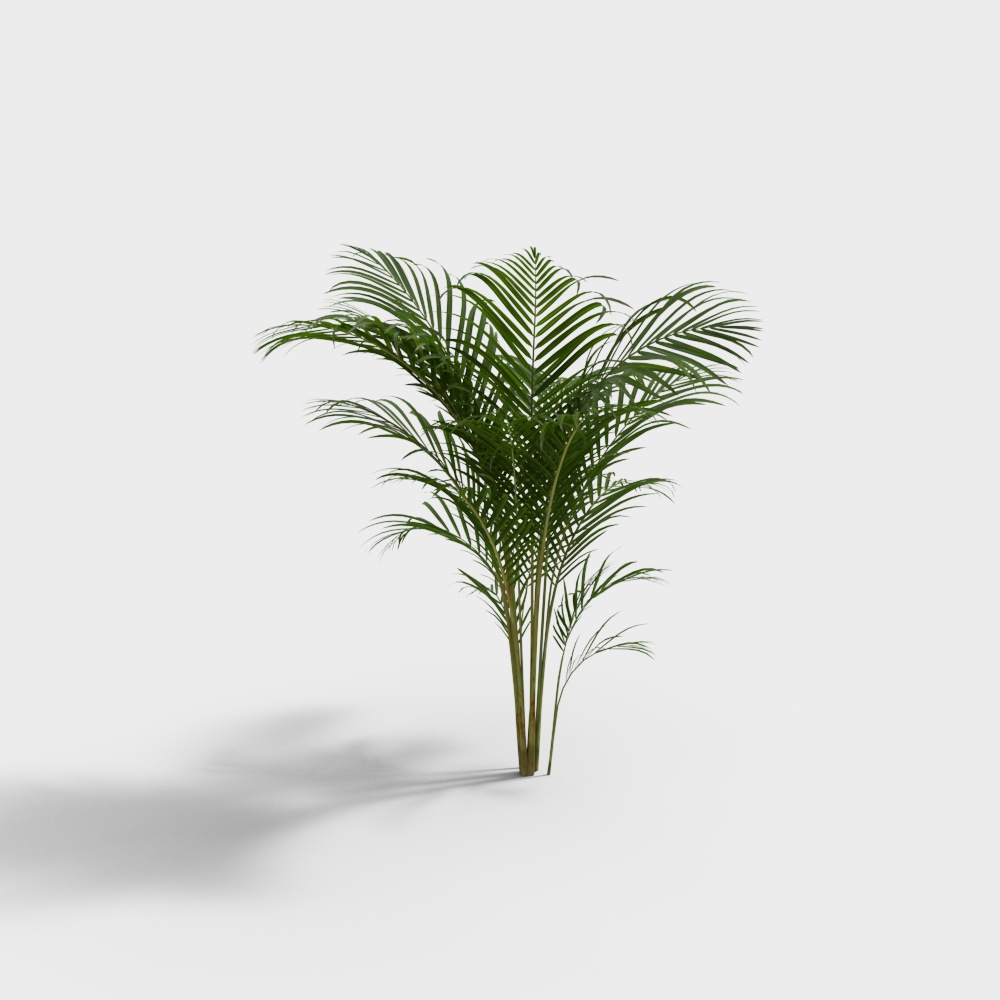 現代のトラキカーパス