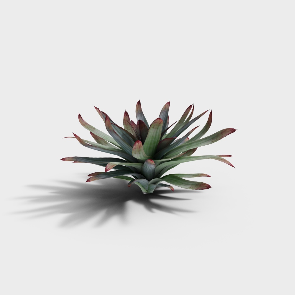 Succulent Aloe Vera Plant