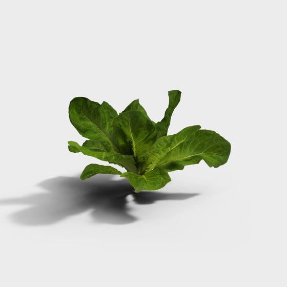 Realistic Lettuce 3D Model for Creative Projects