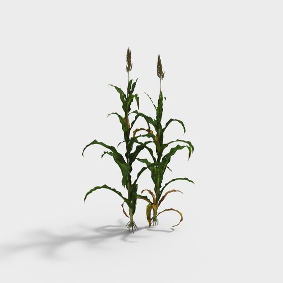 Realistic Corn 3D Model for Vibrant Scenery