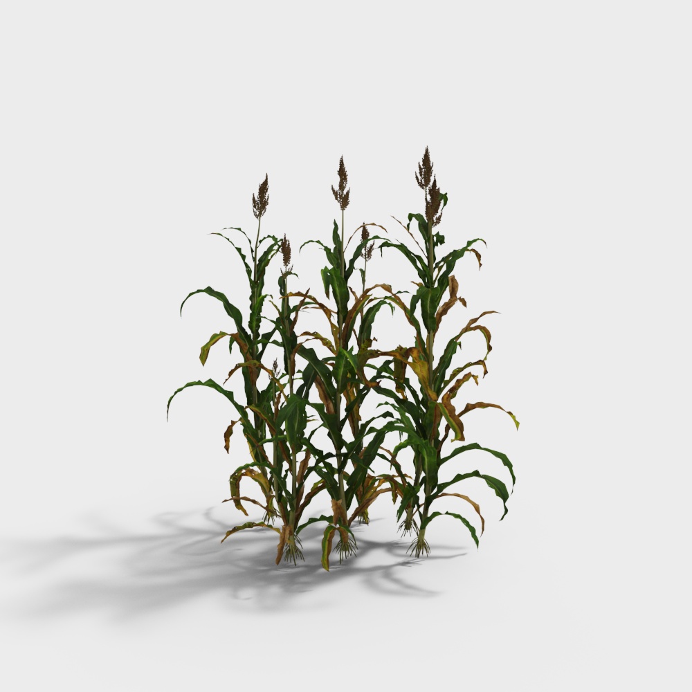 Sorghum