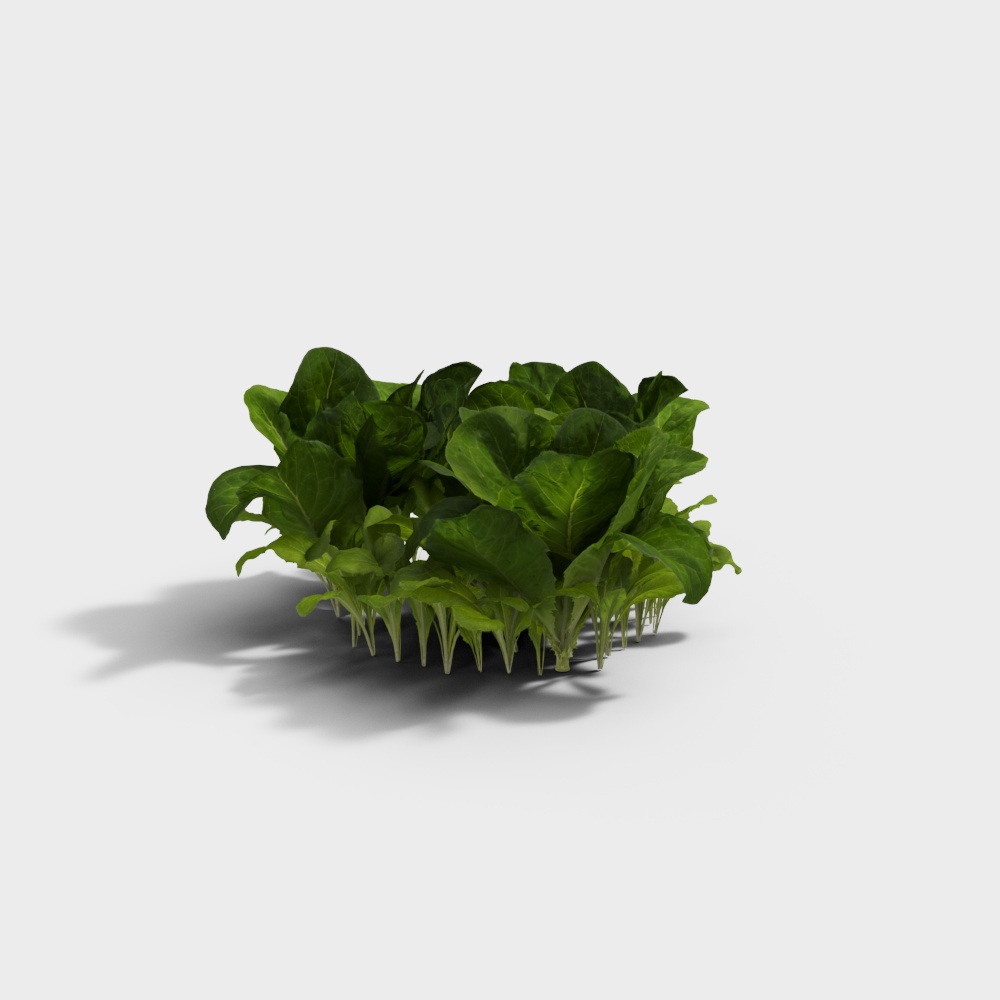 Fresh Spinach 3D model