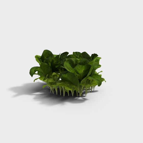 Fresh Spinach 3D model