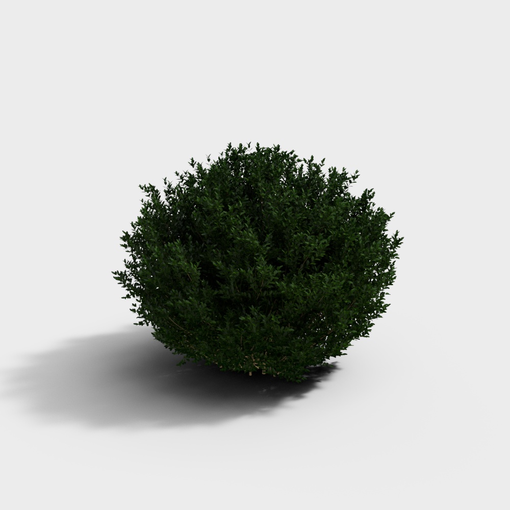 Modern Ornamental Grasses