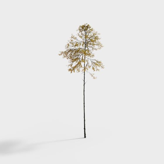 Autumn Tall Tree 3D model