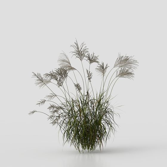 Pampas Grass 3D model - Nature Meets Modern Design