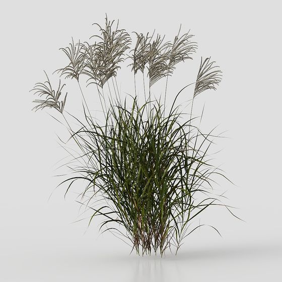 Pampas Grass 3D model for Nature-inspired Designs