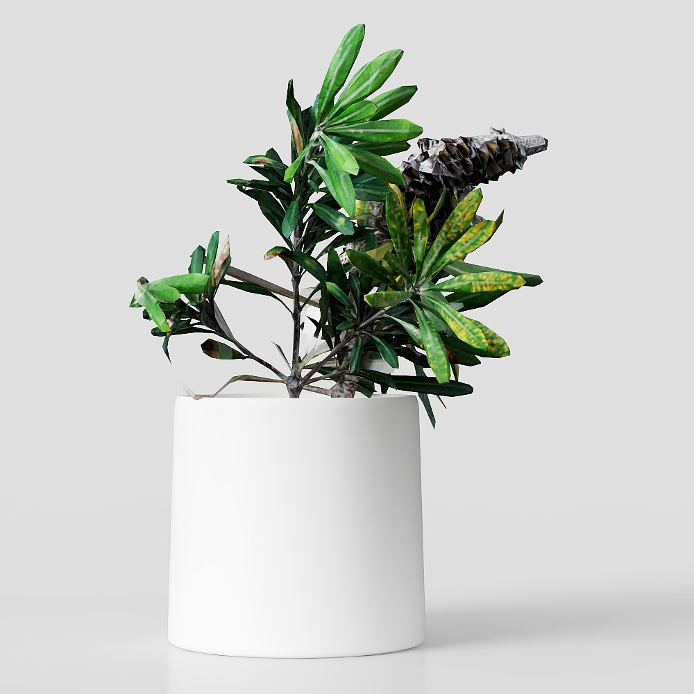 Florero minimalista Banksia