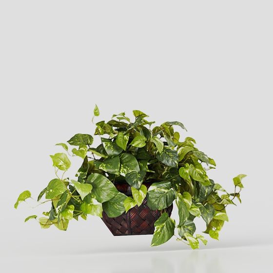Vine Plant Basket 3D Model