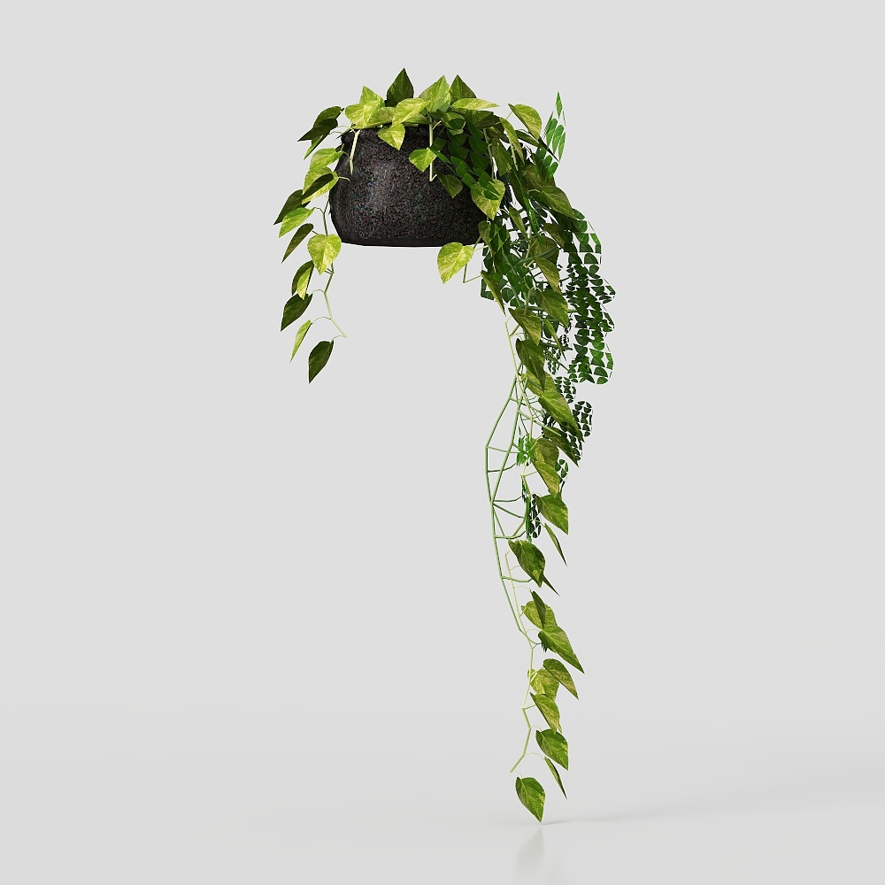 Hanging green leafy plant in dark round pot with long trailing vines on grey background