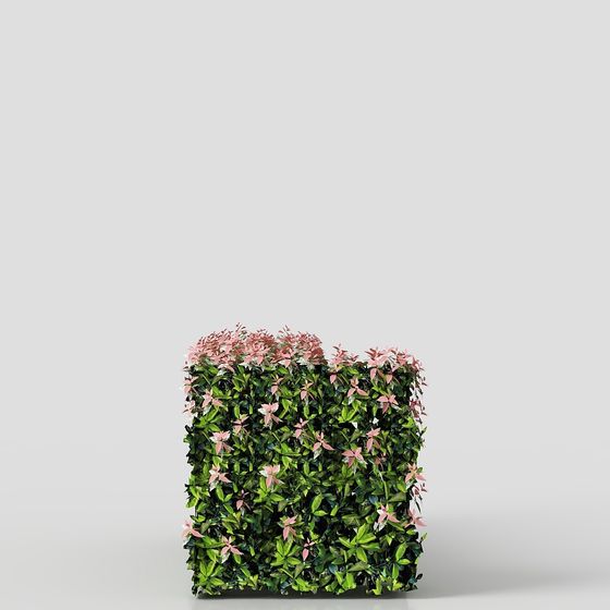 hàng rào 2-KÍCH THƯỚC Photinia+Red+Robin_2e