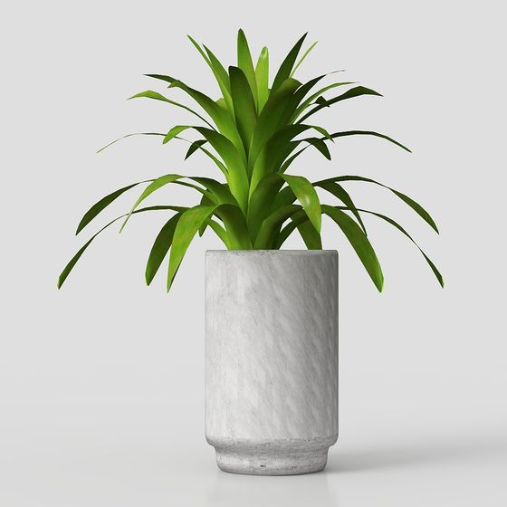 cây trồng trong chậu 2